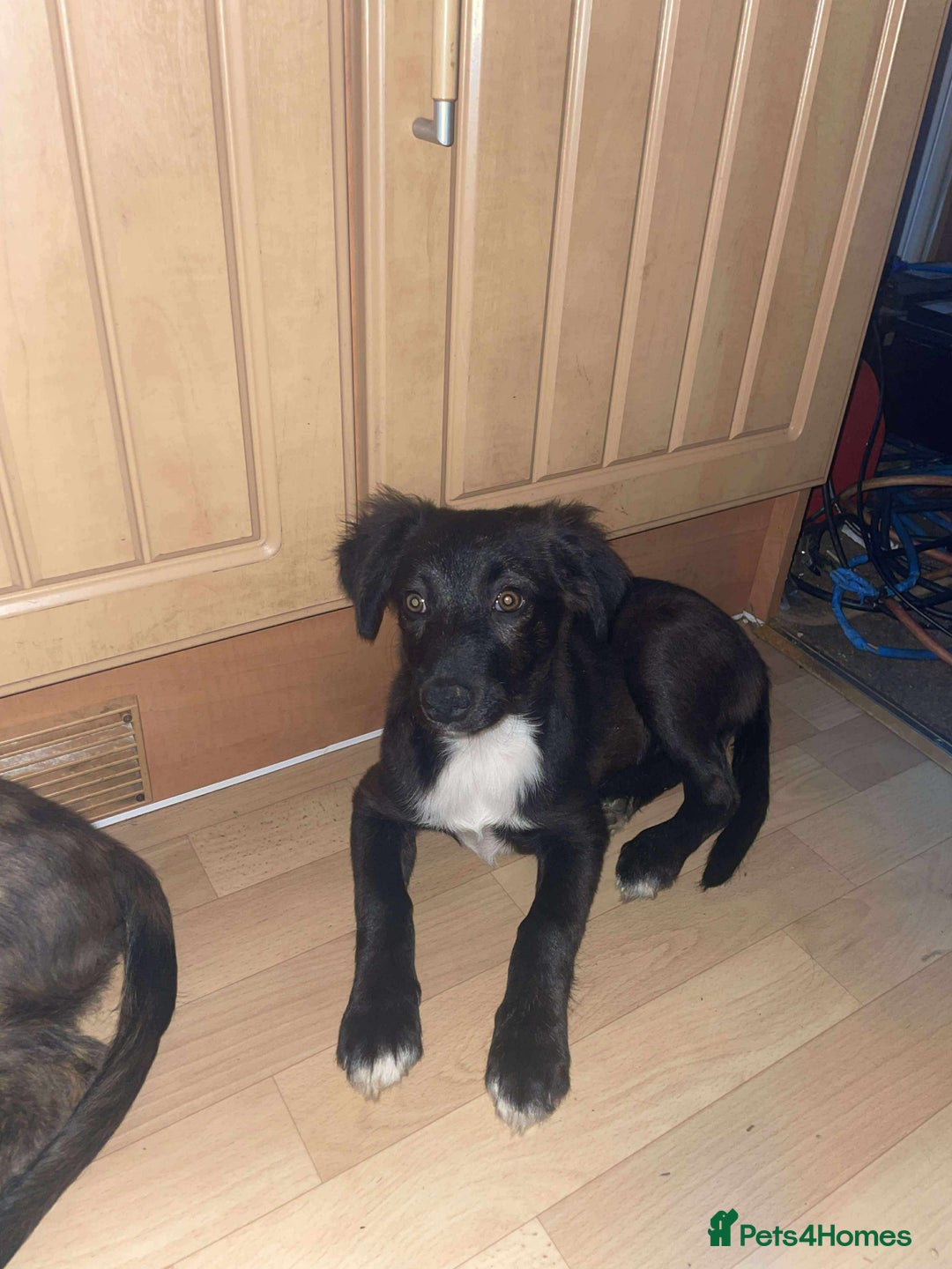 Border Collie dogs for sale: Border collie puppy’s for sale  - Image 3