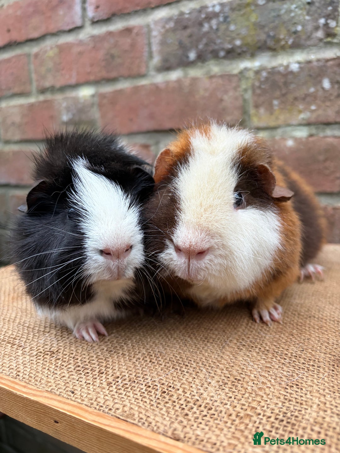 Guinea Pig rodents for sale: Two handsome boars  - Advert 7