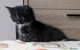 Maine Coon cats for sale: Maine Coon - Image 6