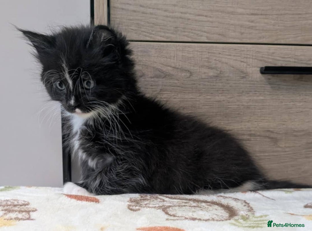 Maine Coon cats for sale: Maine Coon - Image 6