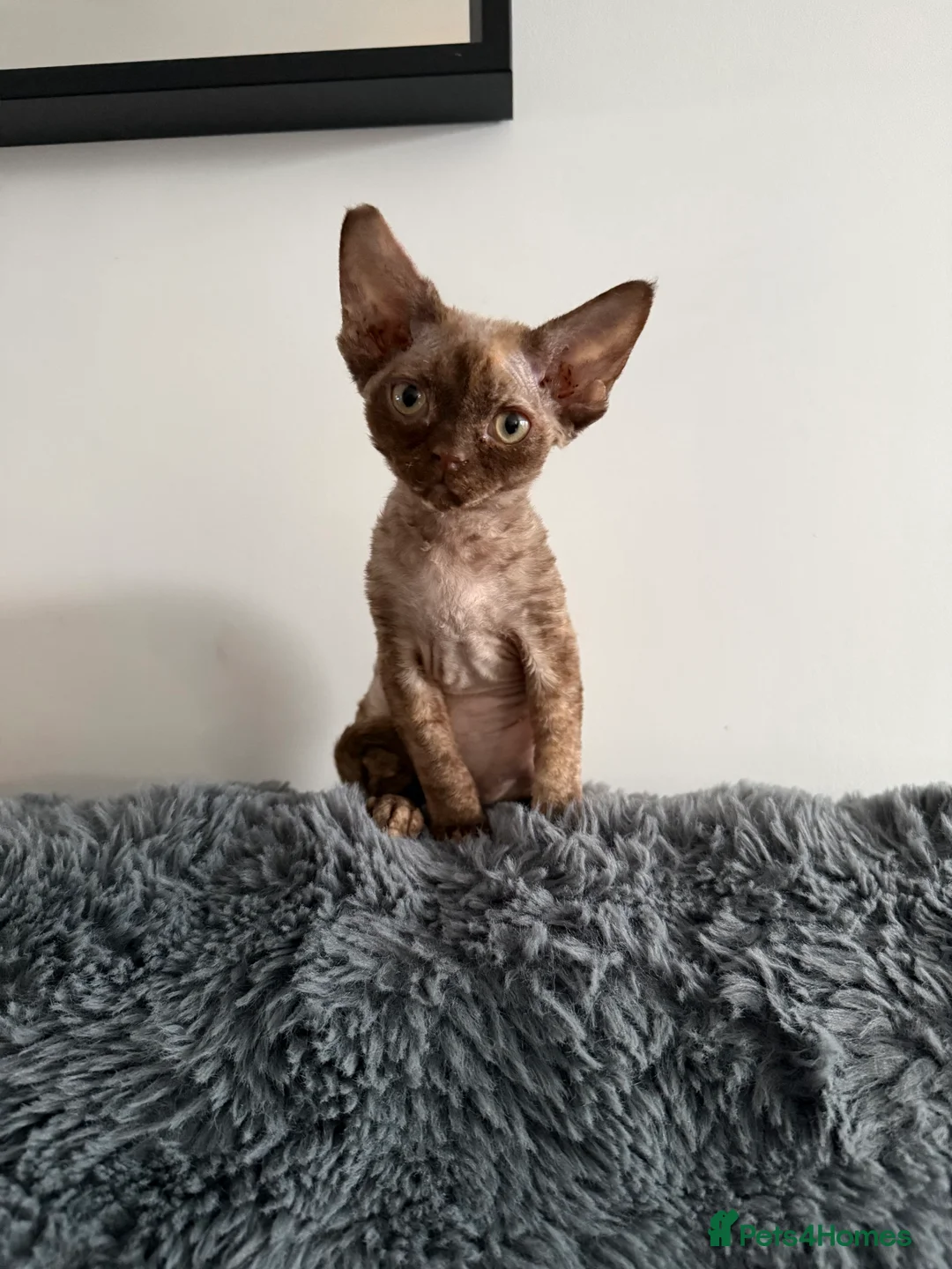 Devon Rex cats for sale: GCCF registered Devon Rex - Male and female - Advert 5