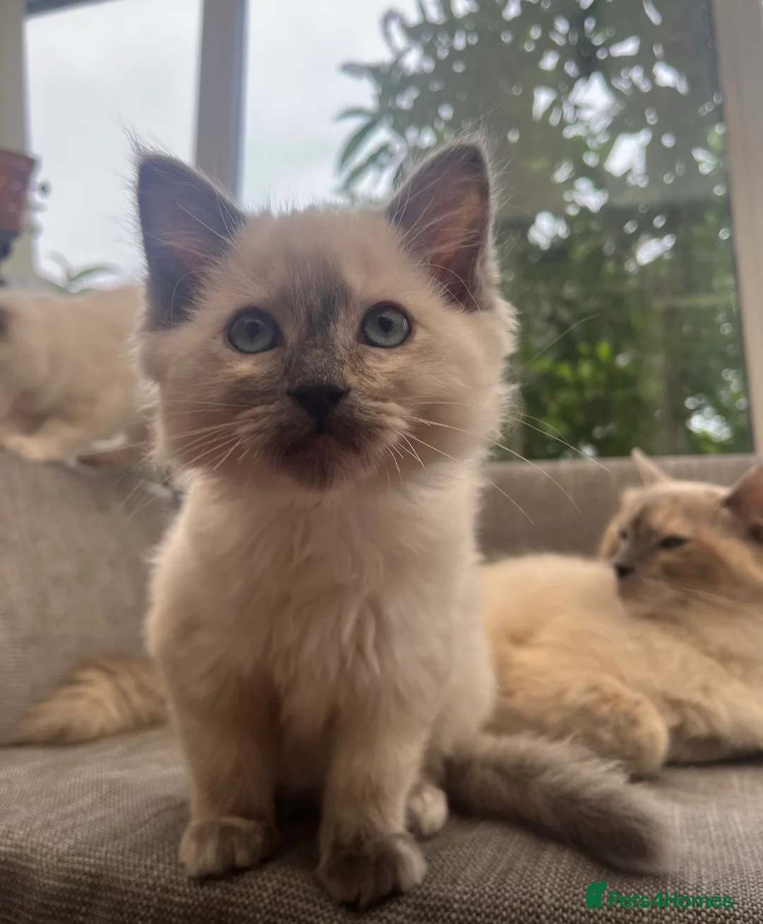 Ragdoll cats for sale: Female ragdoll - Advert 5