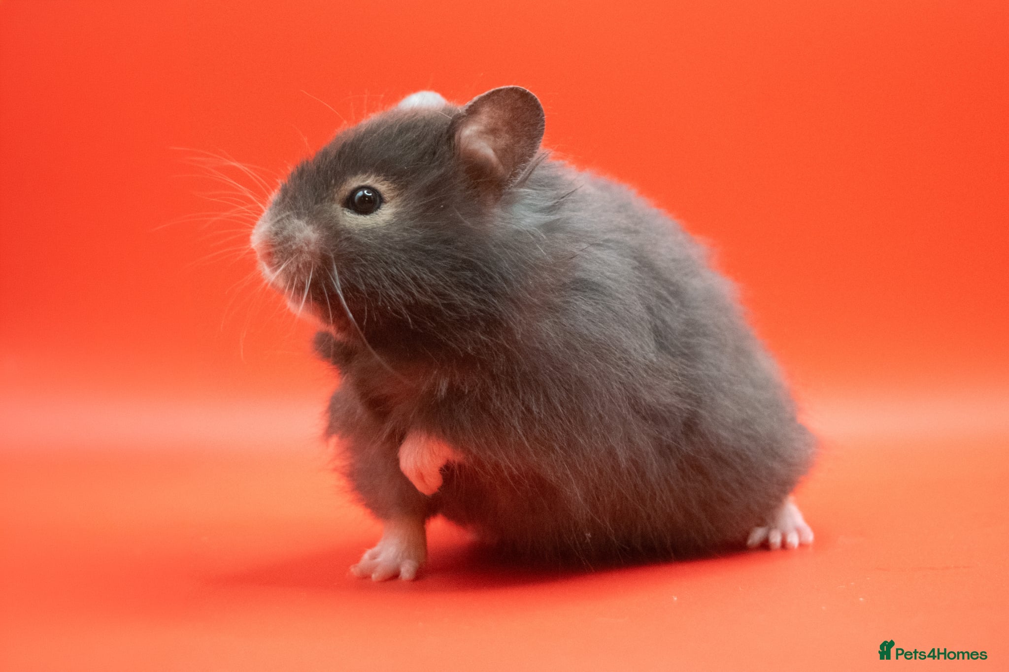 Hamster rodents Long Haired Pedigree Syrian Hamster Pups  - Advert 1
