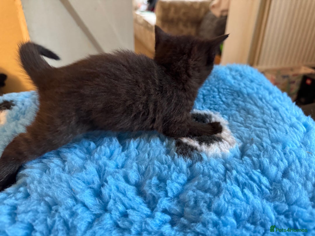 Domestic Shorthair cats for sale: Tabby Kittens - Image 11