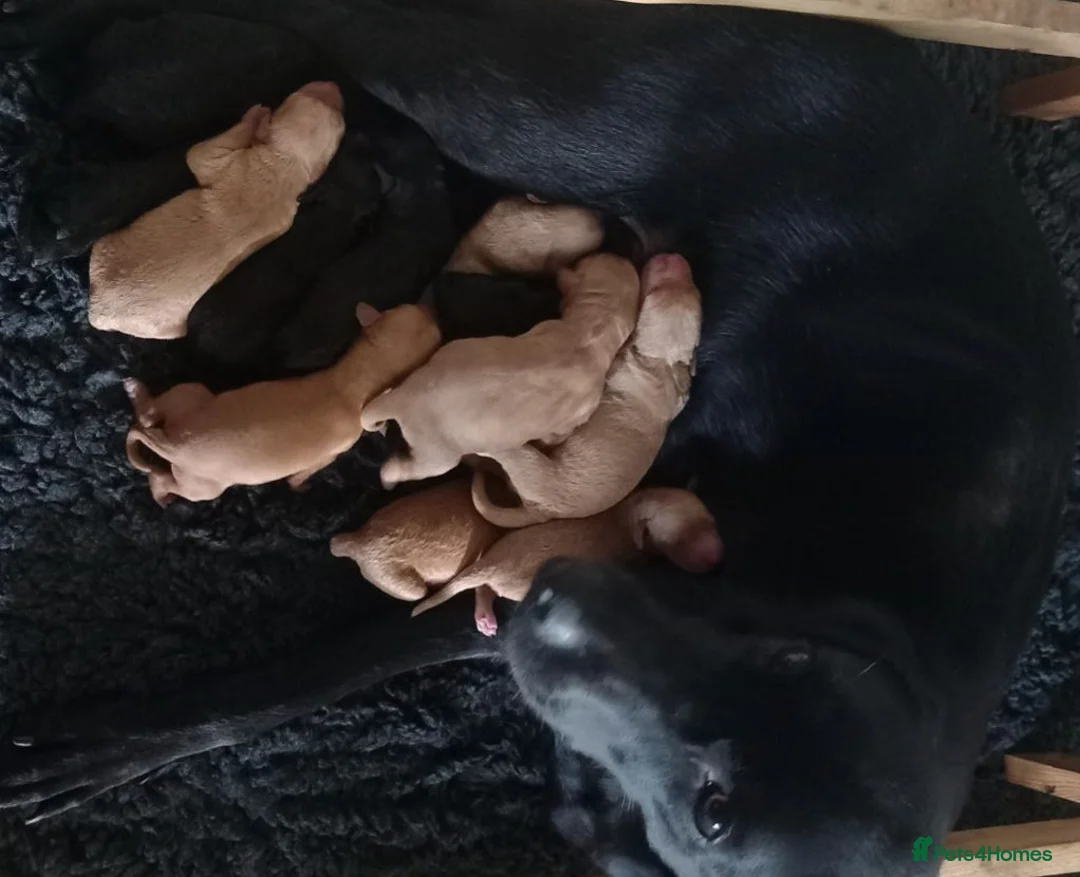 Labradoodle dogs for sale: Miniature labradoodle pups for sale - Advert 5