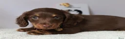 Miniature Dachshund dogs for sale: 5*Licensed Holistic +Kc reg+Pra Clear+Vet Checked - Advert 25