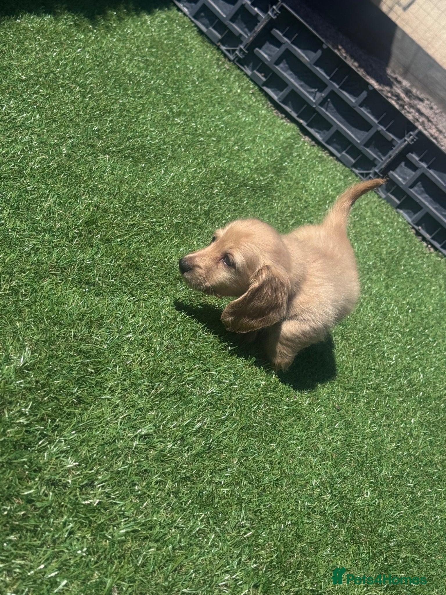 Miniature Dachshund dogs READY NOW LAST BOY cream long haired miniatures - Advert 3