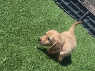 Miniature Dachshund dogs READY NOW LAST BOY cream long haired miniatures - Advert 1