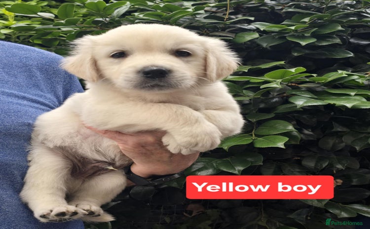 Golden Retriever dogs - Advert 9