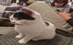 Selkirk Rex cats for sale: Tica reg  pedigree selkirk rex kittens ready now  - Advert 31