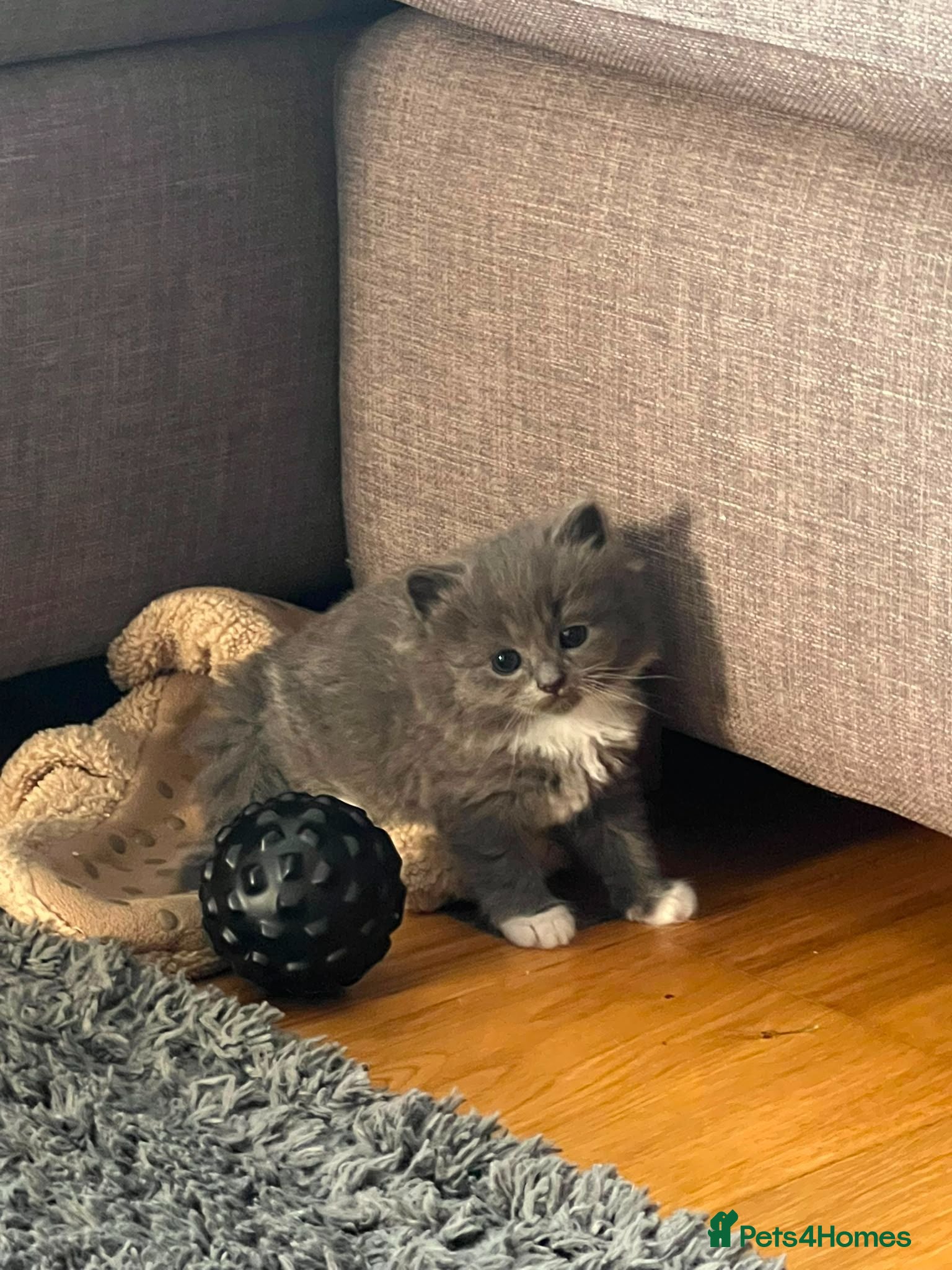 Mixed Breed cats Lovely kittens looking for a home - Advert 1