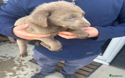 Labrador Retriever dogs for sale: Silver Labrador  - Image 18