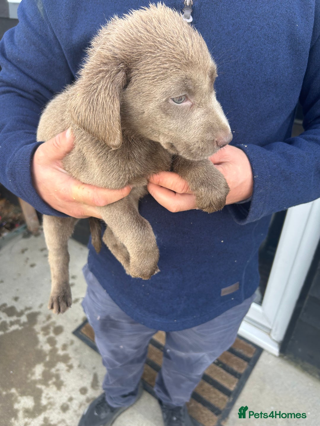 Labrador Retriever dogs for sale: Silver Labrador  - Image 18