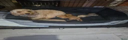 Cockapoo dogs for sale: Cockapoo f1b - Advert 2