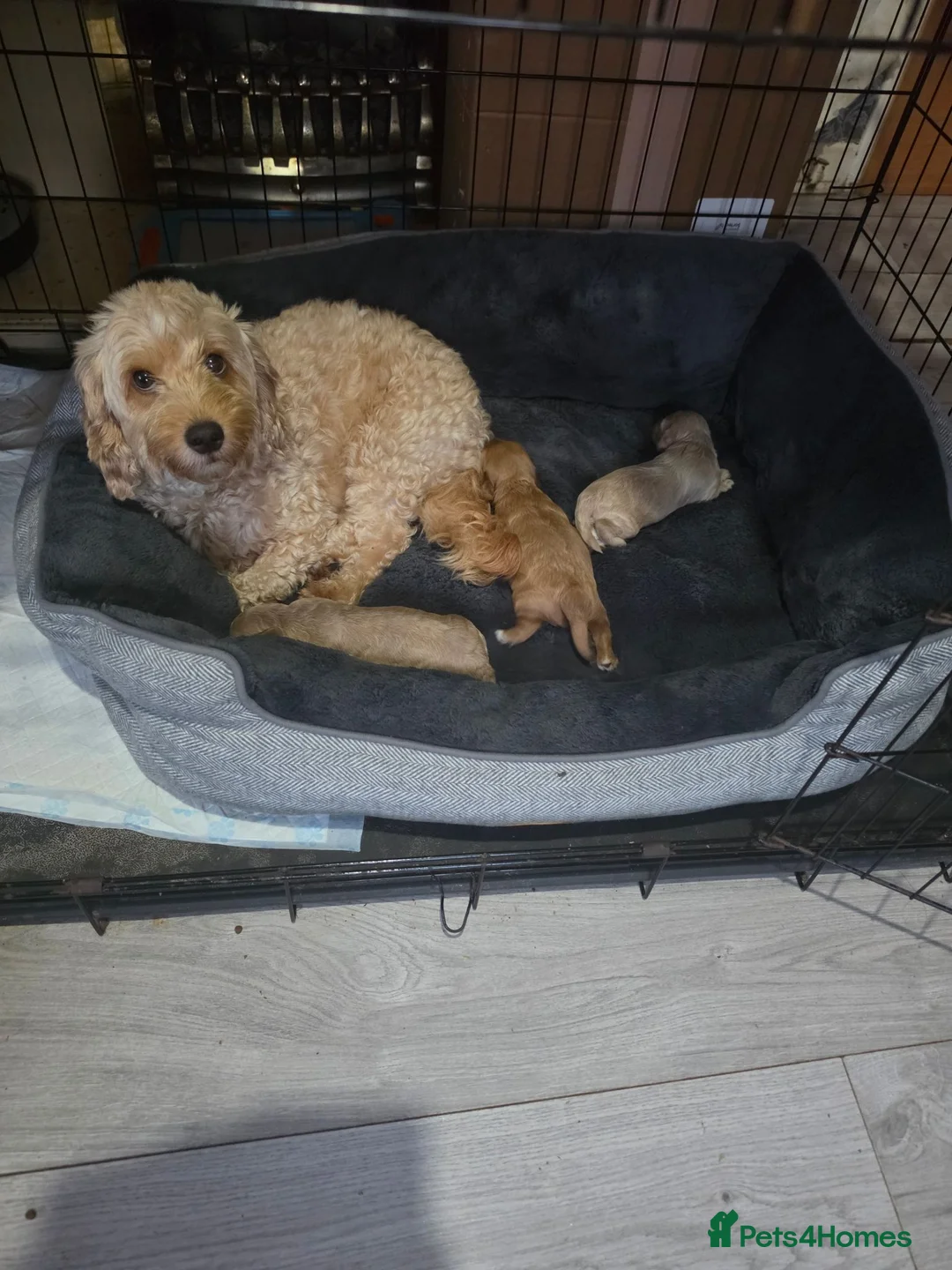 Cockapoo dogs for sale: Cockapoo f1b - Advert 2