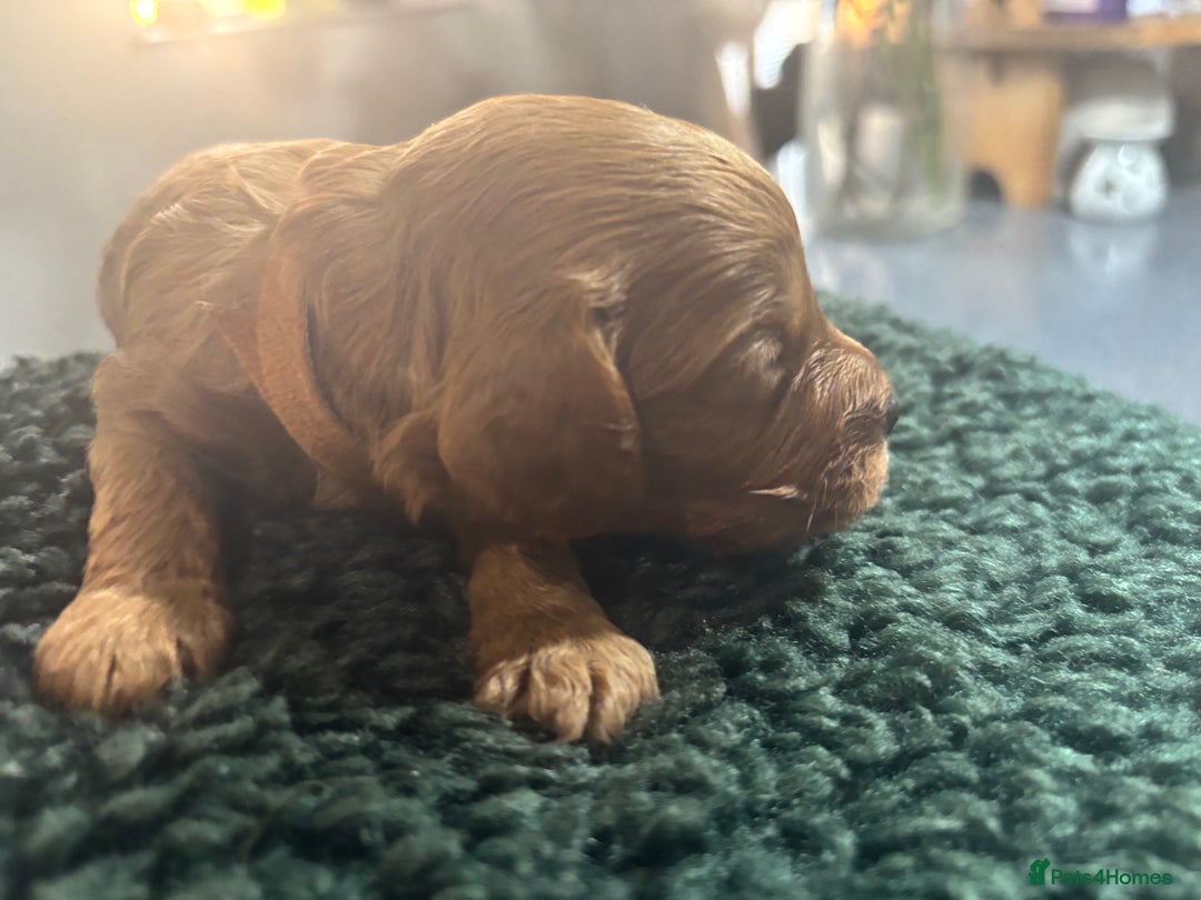 Cavapoo dogs for sale: Beautiful healthy Cavapoo’s d.o.b 22/08/25 - Image 18