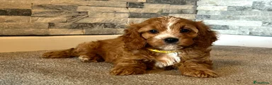 Cavapoo Puppy 5