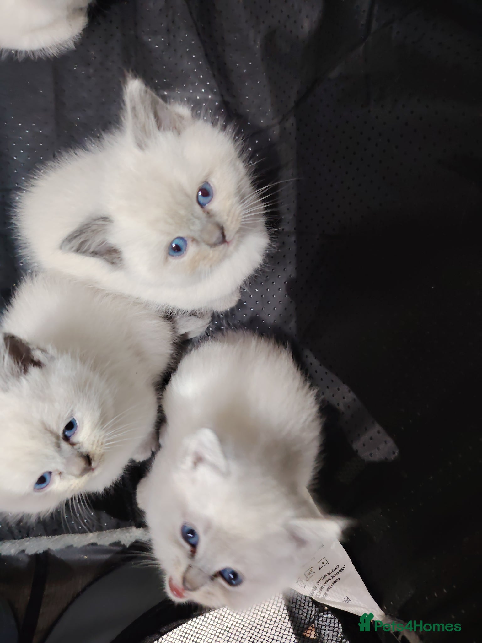 Ragdoll cats Blue Point fluffy Ragdoll kittens  - Advert 15
