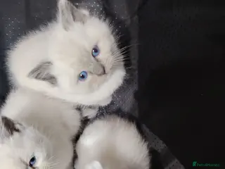 Ragdoll cats Blue Point fluffy Ragdoll kittens - Advert 15