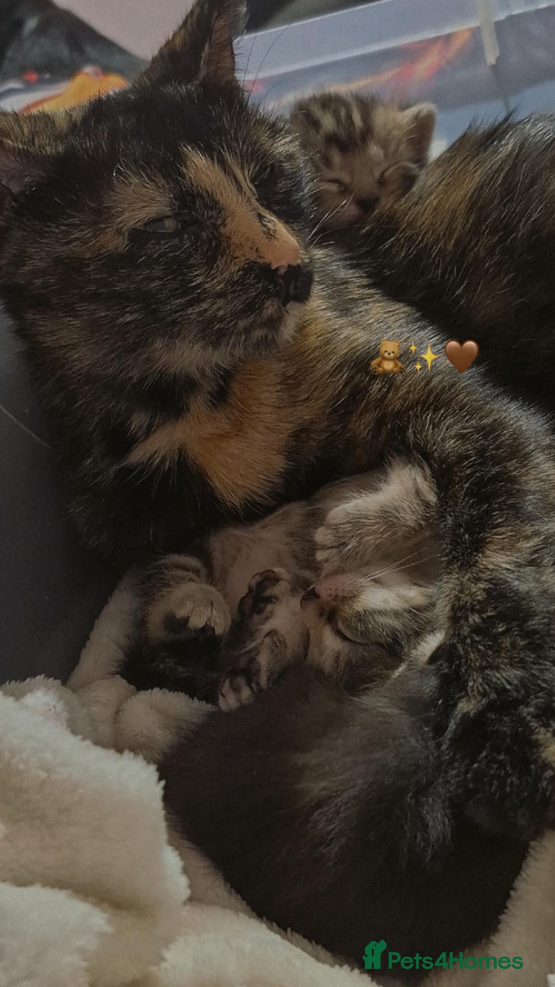 Mixed Breed cats 3 kittens for sale 100 each - Advert 12