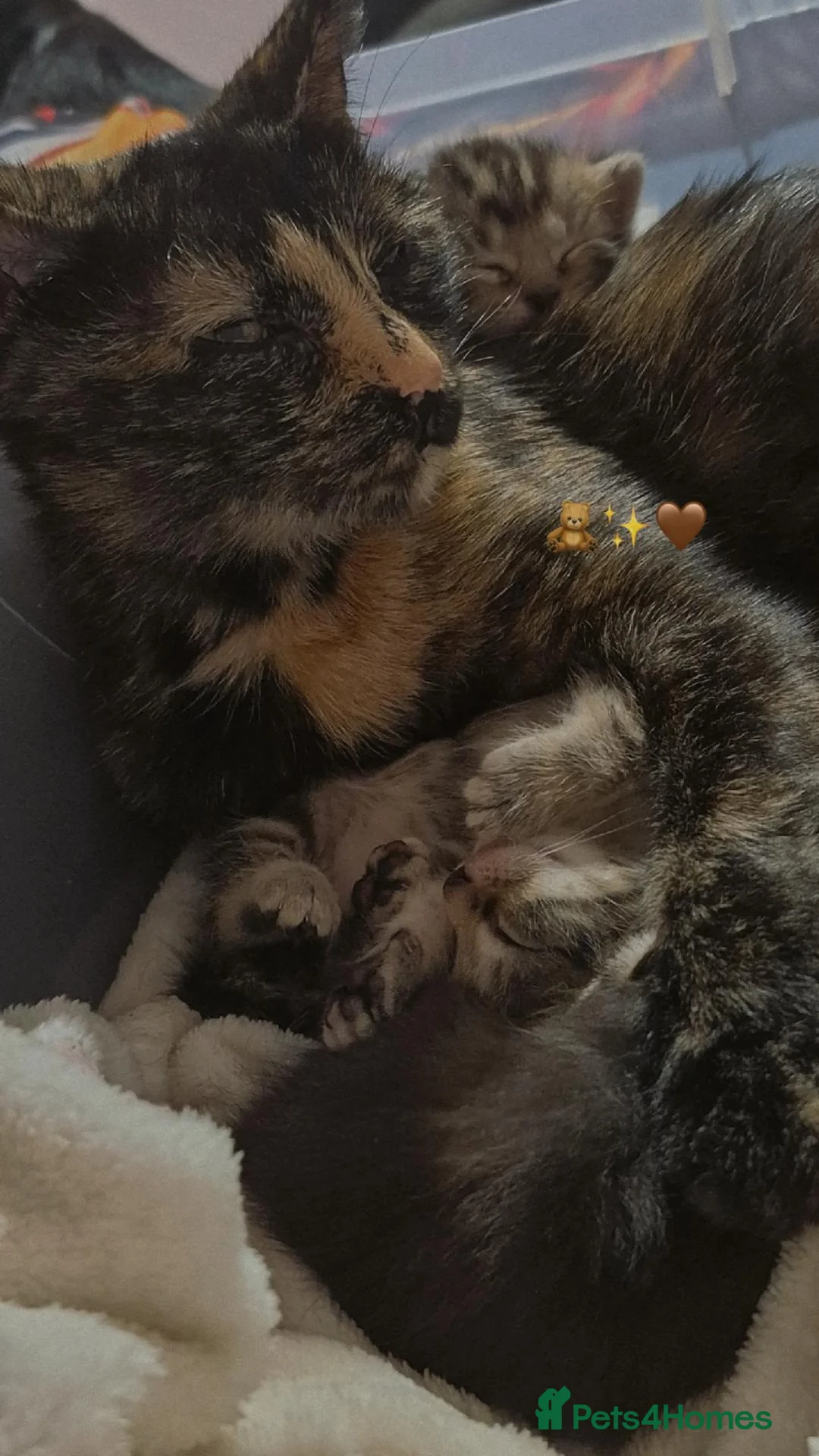 Mixed Breed cats for sale: 3 kittens for sale 100 each - Advert 1