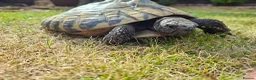Hermann Tortoise reptiles for sale: Adult Female Hermann Tortoise 20ys old - Advert 2