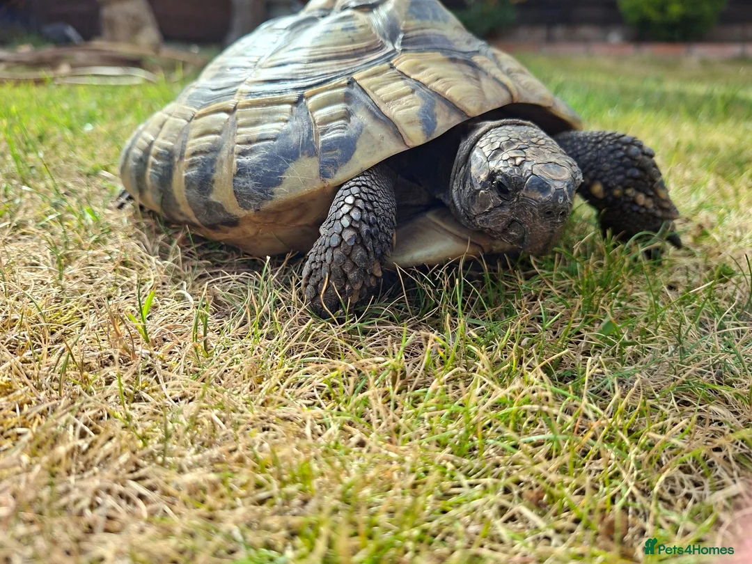 Hermann Tortoise reptiles for sale: Adult Female Hermann Tortoise 20ys old - Advert 2