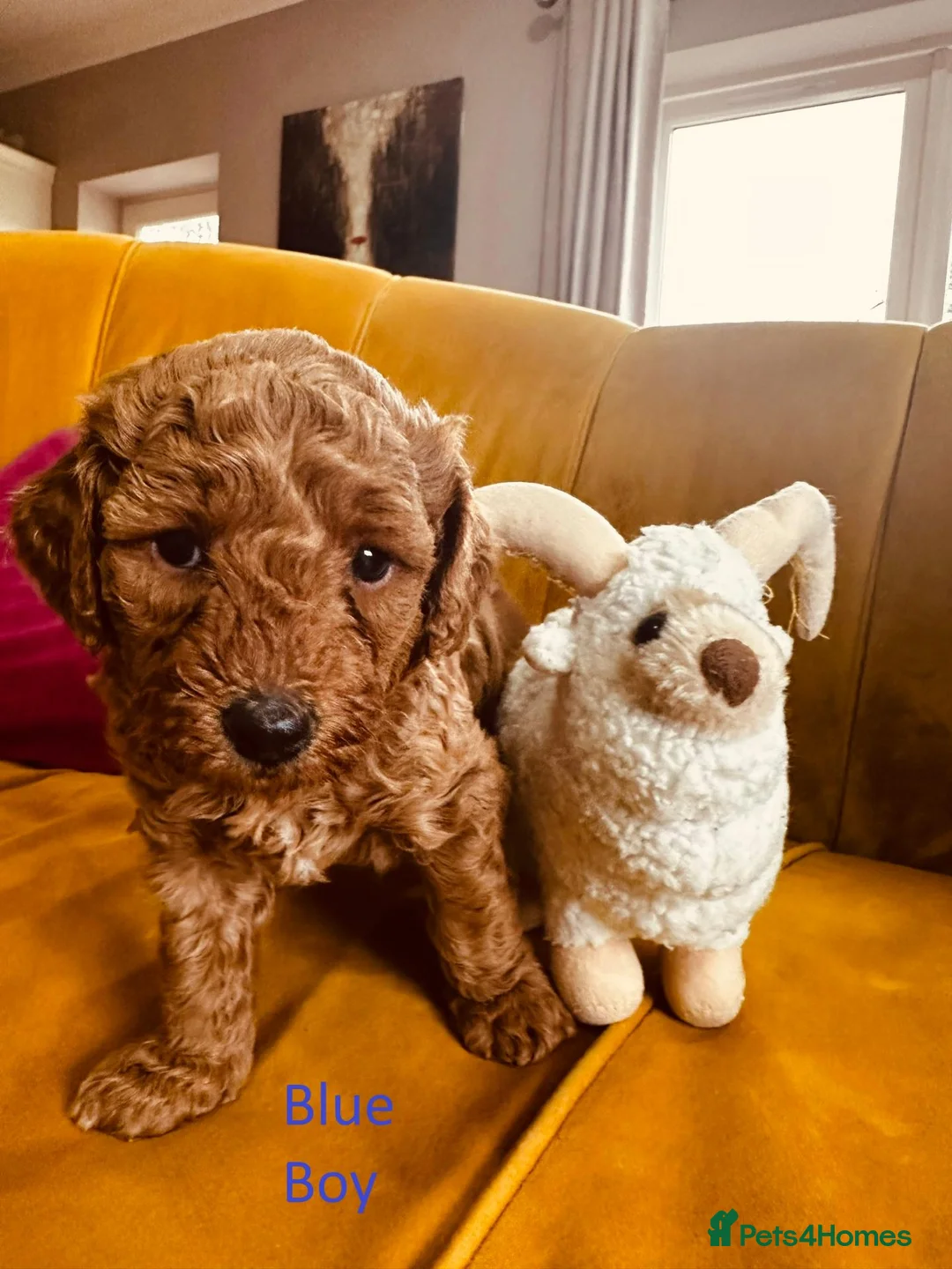 Miniature Poodle dogs for sale: Miniture Poodle Puppies - Advert 8