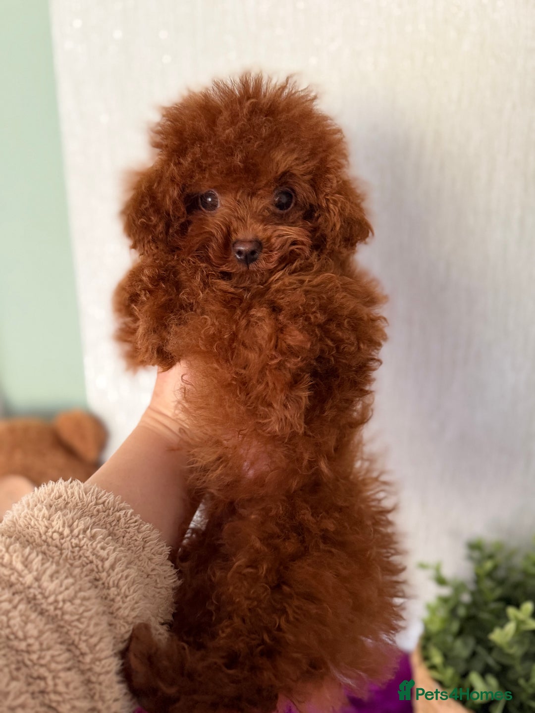 Poodle dogs for sale: Stunning Asian poodle boy for sale  - Advert 16
