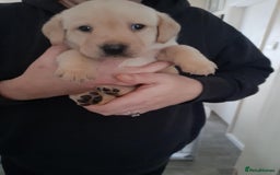 Labrador Retriever dogs for sale: Labrador puppies - Advert 3