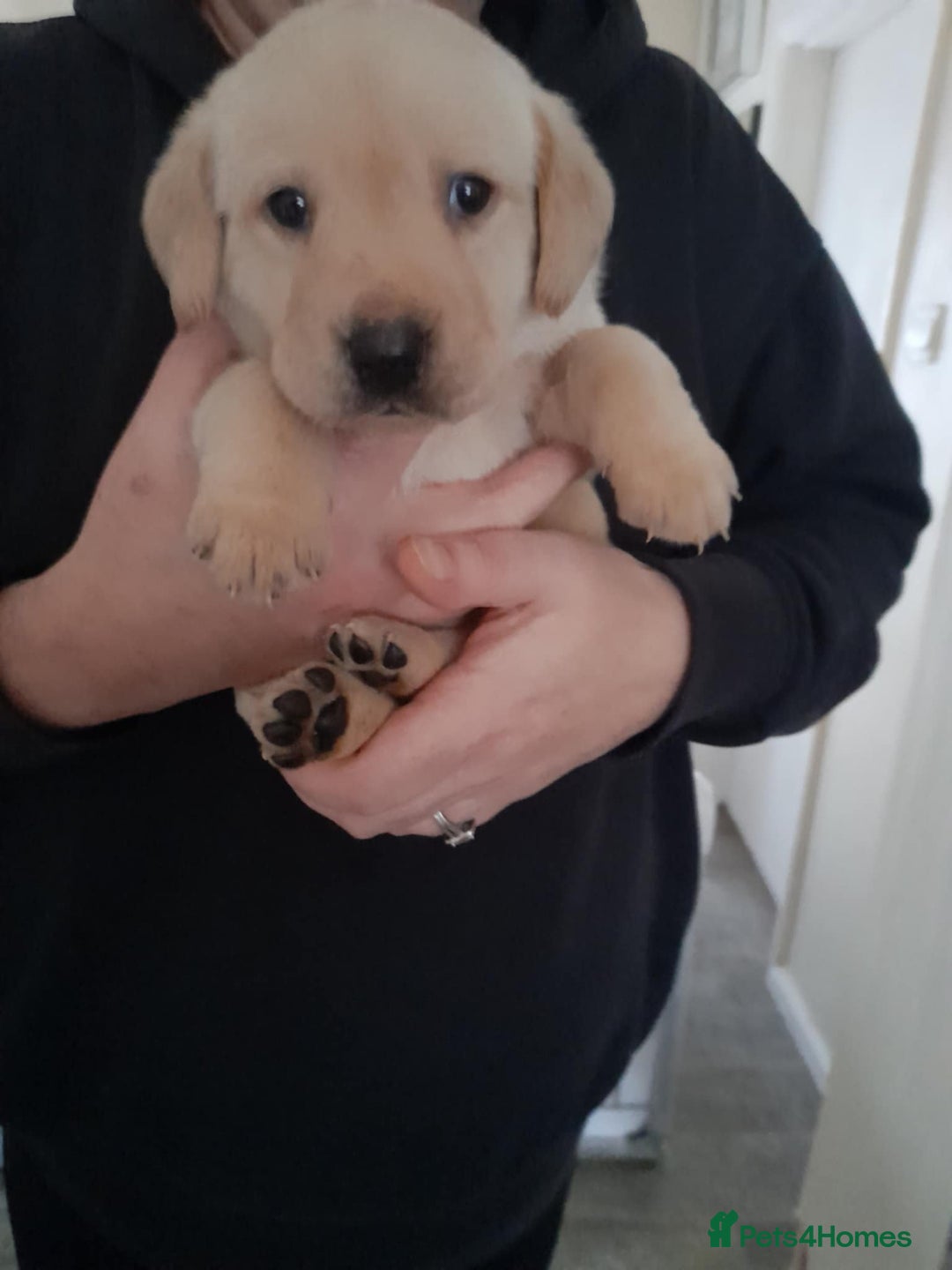 Labrador Retriever dogs for sale: Labrador puppies - Advert 3