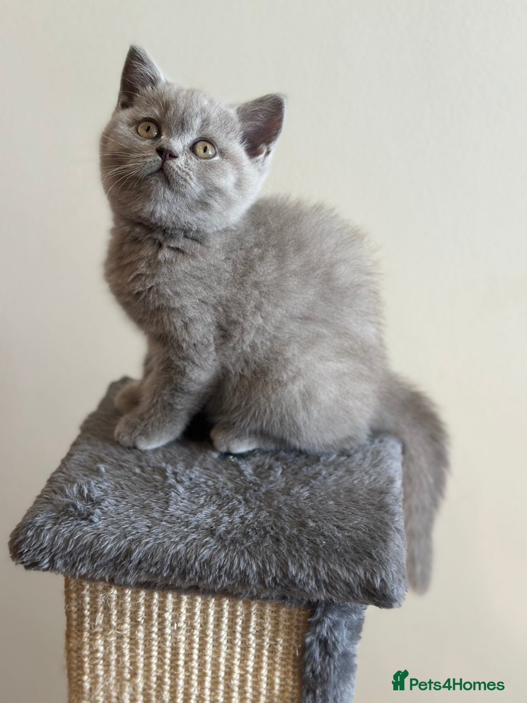 British Shorthair cats for sale: 💜 GCCF British Shorthair Kittens 💙 - Image 1
