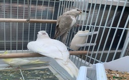Cockatiels birds for sale: Cockatiel birds - Image 12