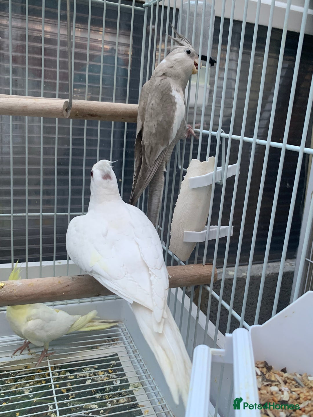 Cockatiels birds for sale: Cockatiel birds - Image 12