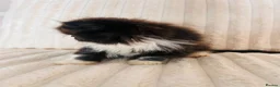 Persian cats for sale: Gorgeous Persian Kittens  - Advert 4