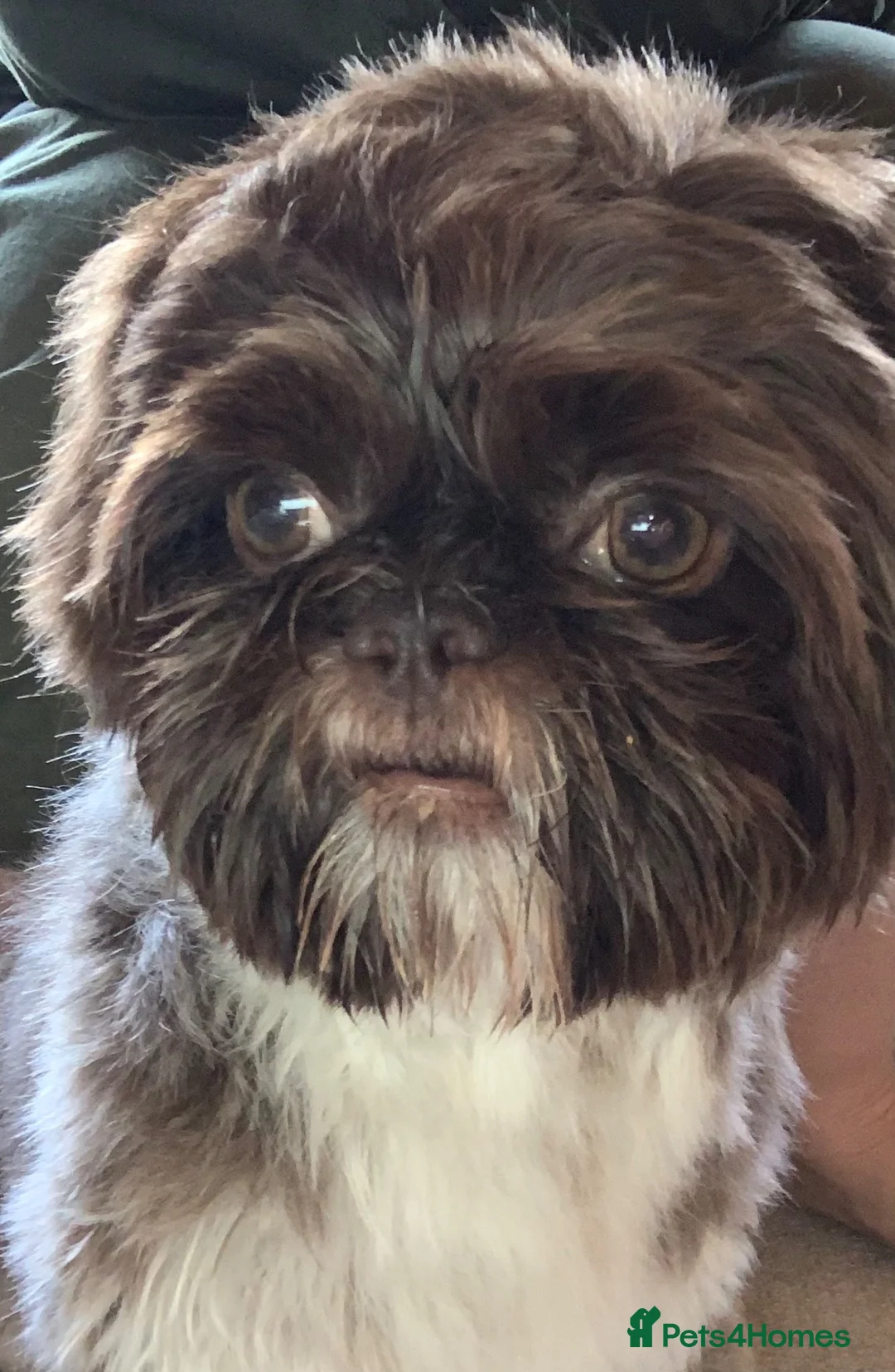 Shih Tzu dogs for sale: 1 year old Imperial Shih Tzu male house trained  - Advert 12