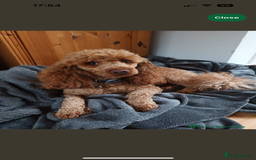 Cockapoo dogs for sale: F1 Cockapoos, from KC Show cocker x mini poodle  - Image 2