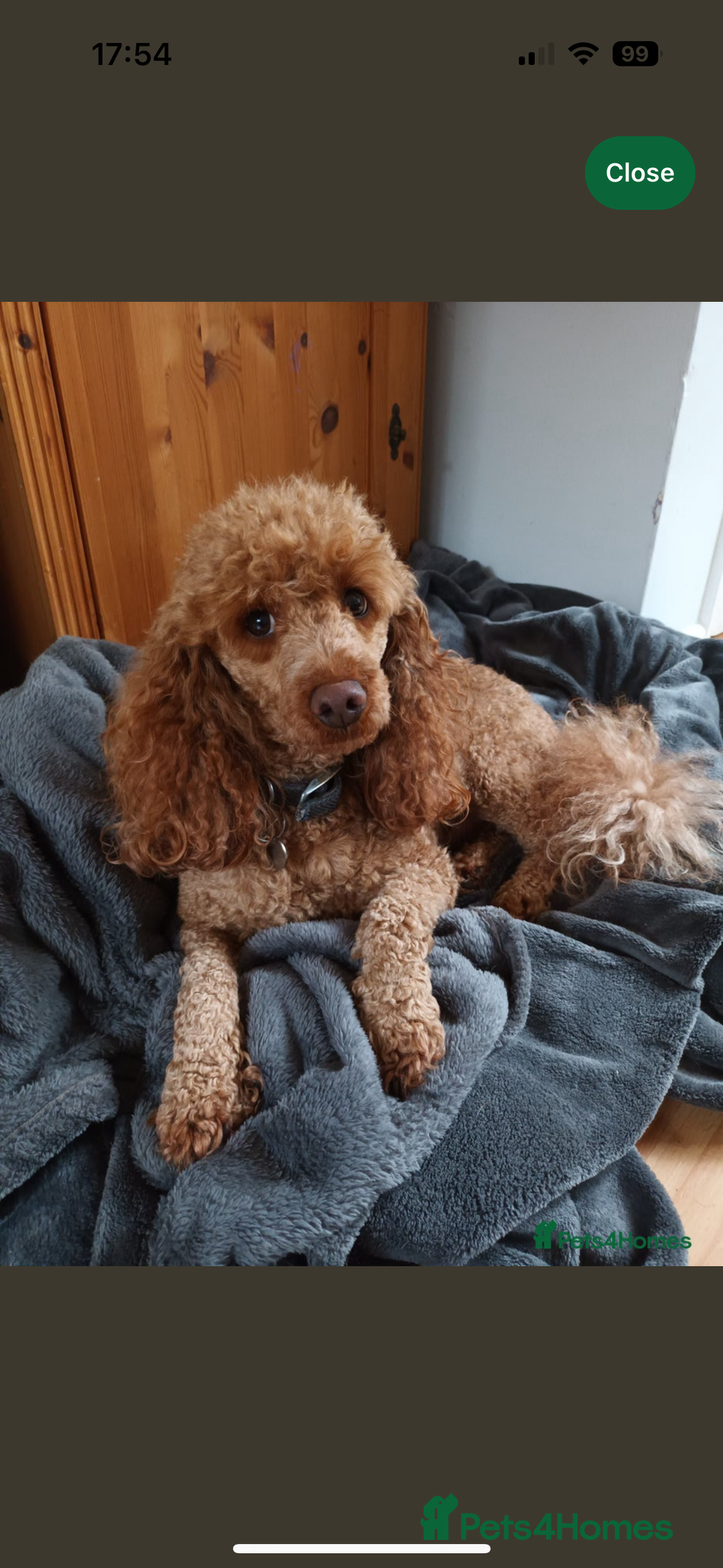 Cockapoo dogs for sale: F1 Cockapoos, from KC Show cocker x mini poodle  - Image 2