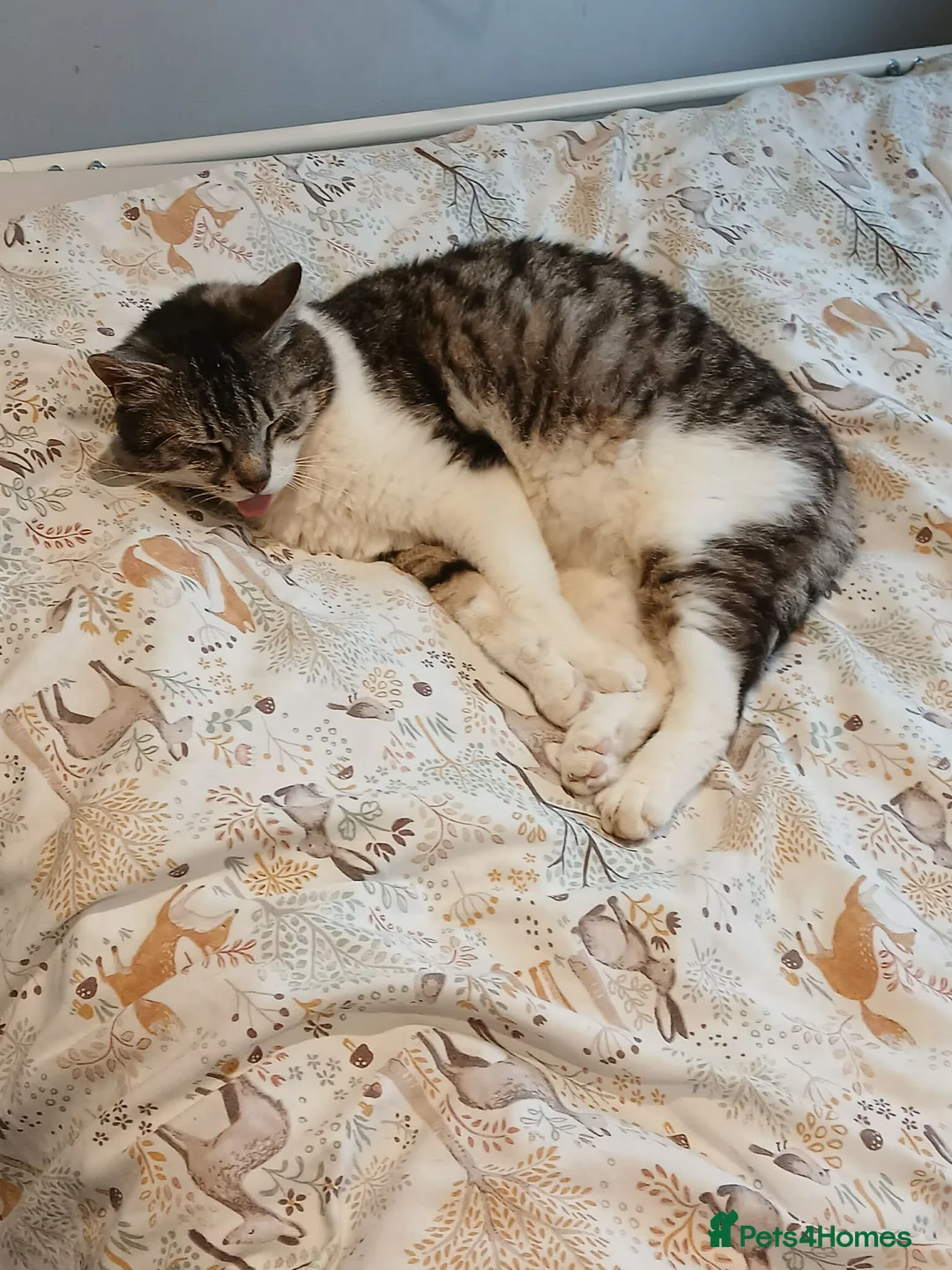 Mixed Breed cats for adoption: Mercury for adoption - Advert 7