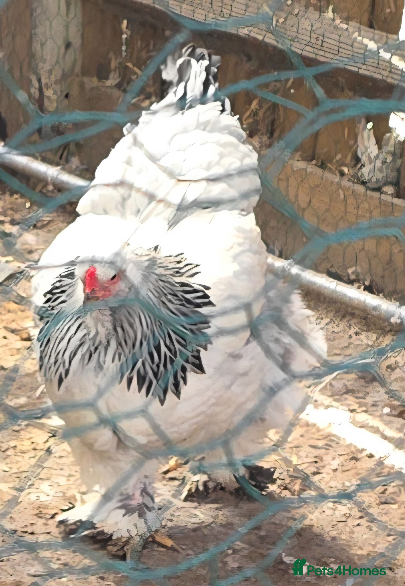 Chickens poultry Columbian brahma .aka big mumma - Advert 1