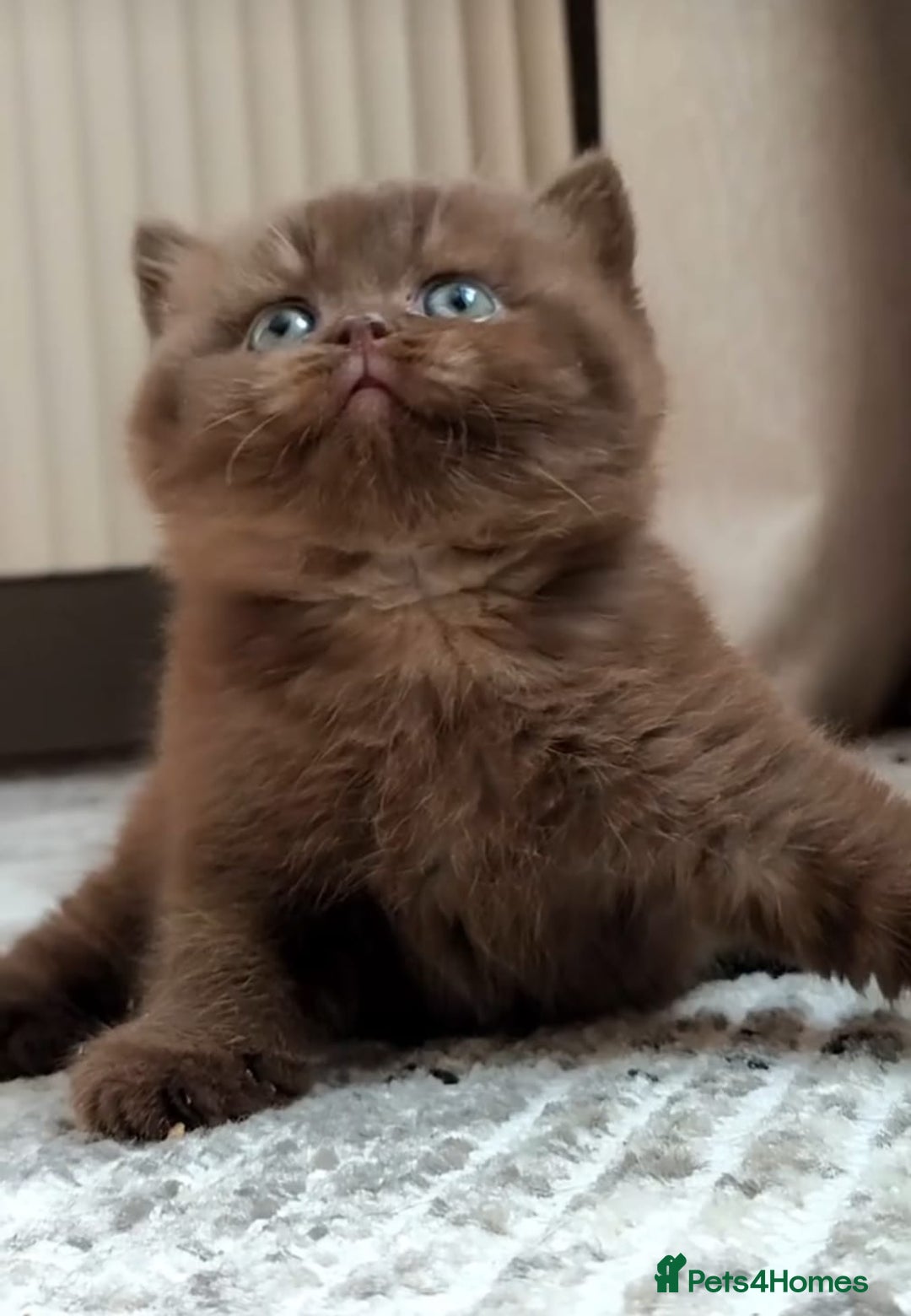 British Shorthair cats for sale: 🏆GCCF / TICA Active –🏅 PROVEN  - Advert 25