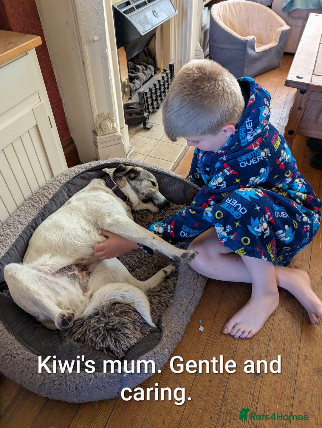 Mixed Breed dogs for adoption: Kiwi, 1 yr old. Available for adoption. - Image 13