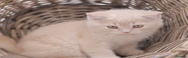 British Shorthair Kitten 1