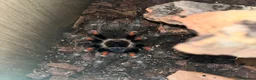 Tarantulas invertebrates for sale: Selling 6 of my Brachypelma - Advert 3