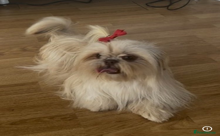 Shih Tzu dogs - Advert 1