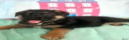 German Shepherd dogs for sale: German sheperd puppies Champion line - Advert 23