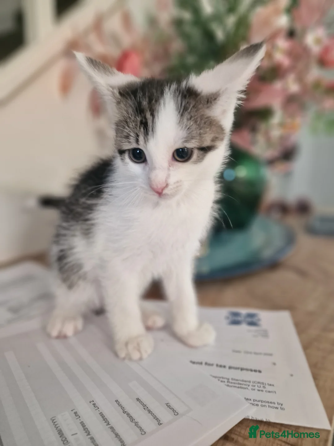 Mixed Breed cats for sale: Kittens  - Advert 6