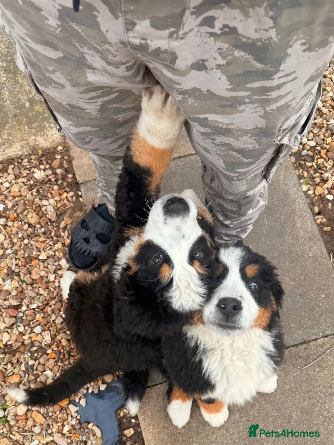 Bernese Mountain Dog dogs for sale: Bernese Mountain Dog puppies - Advert 1