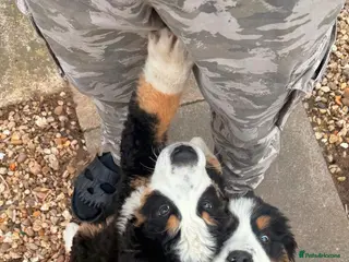 Bernese Mountain Dog dogs Bernese Mountain Dog puppies - Advert 1