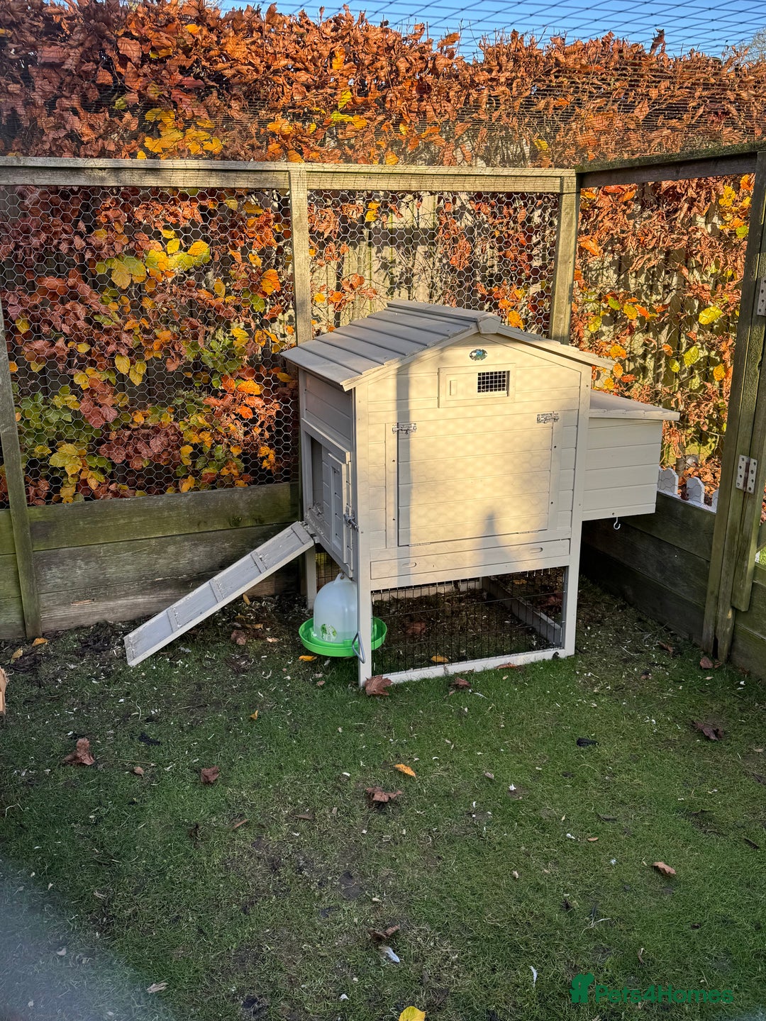 Chickens poultry for sale: Pekin Bantams and coop for sale - Advert 3